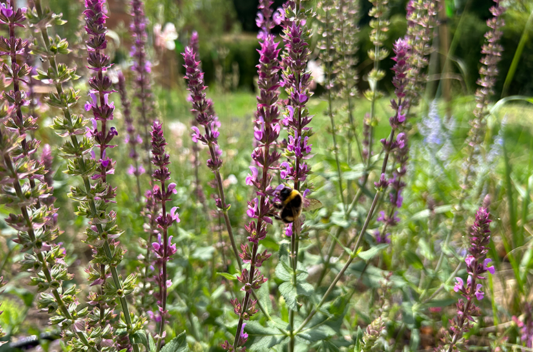 bee on lavender
