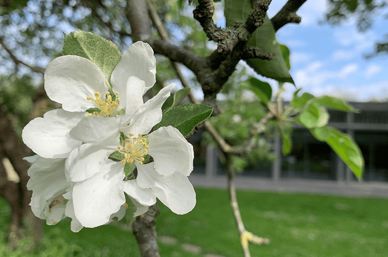 blossom