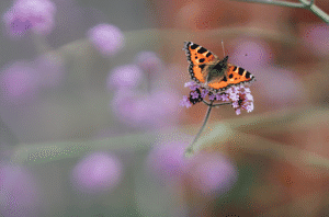 butterfly